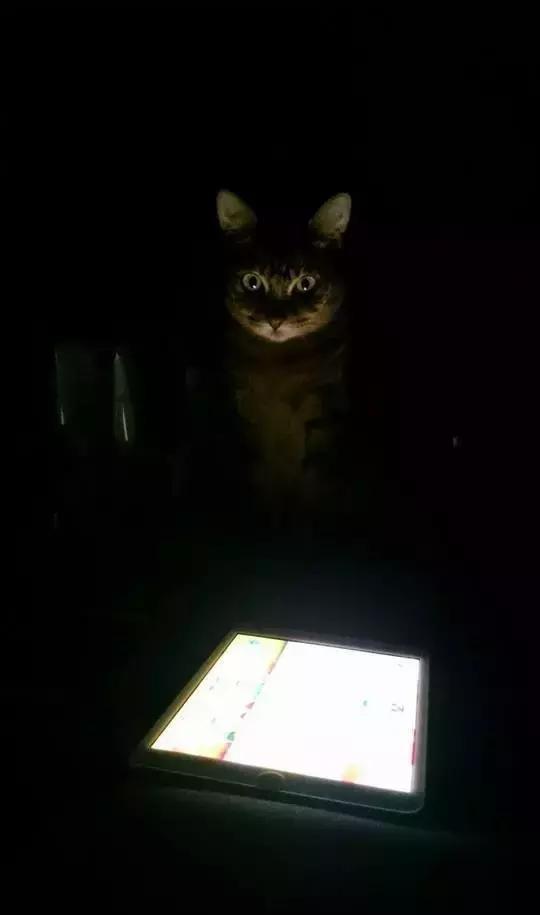 猫咪大半夜“谋杀”主人，咬鼻子把牙齿都崩坏了，各位铲屎官当心