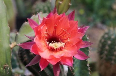 ​仙人球怎么养才能又大又圆？教你几个“小技巧”