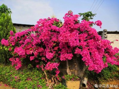 ​蜀葵种子什么时候播种最好（蜀葵种植方法和时间）