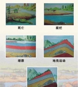 ​化石怎么形成的，植物化石是怎么形成的？