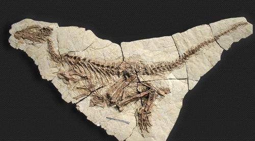 人类化石怎么形成的