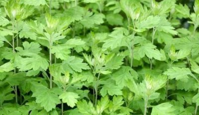 ​艾蒿和艾草的区别,端午节艾蒿和艾草的区别图片