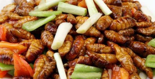 蚕蛹怎么吃升白效果好,蚕蛹怎样做才好吃图1