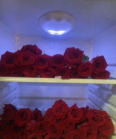 鲜花可以放冰箱里保鲜吗