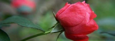 ​玫瑰花放冰箱可以保鲜,玫瑰花放冰箱可以保鲜吗