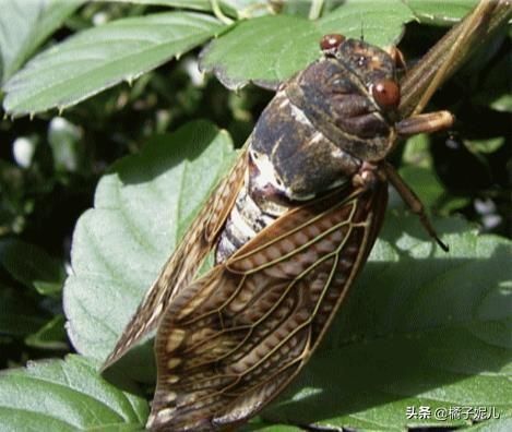 蝉唐虞世南全诗(蝉唐虞世南拼音版)-第1张图片-