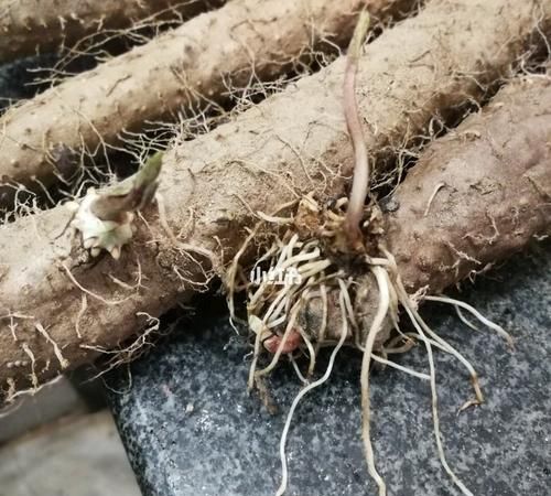山药发芽能吃吗 山药发芽了还能吃吗