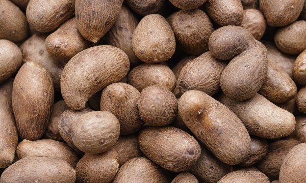 山药长芽如何处理,山药发芽了怎么种植好图3