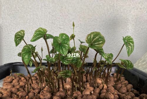 买回来的山药发芽了怎么做