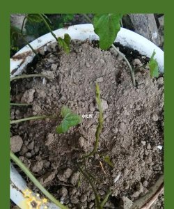 ​山药长芽如何处理,山药发芽了怎么种植好
