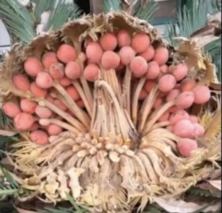 ​铁树开花结果能吃吗，铁树多久开一次花结一次果？