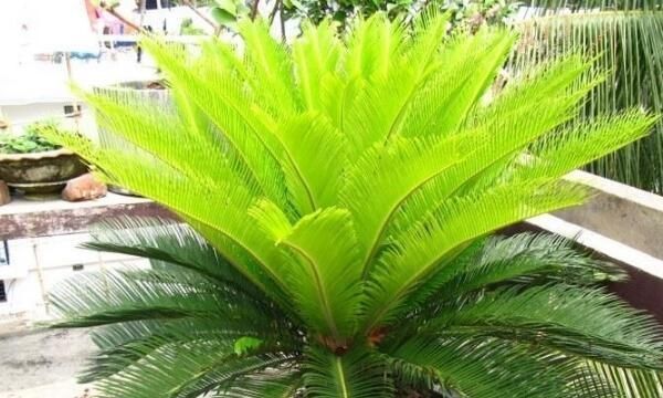 铁树开花结果能吃吗,铁树多久开一次花结一次果?图3