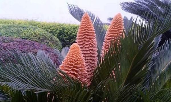 铁树开花结果能吃吗,铁树多久开一次花结一次果?图6