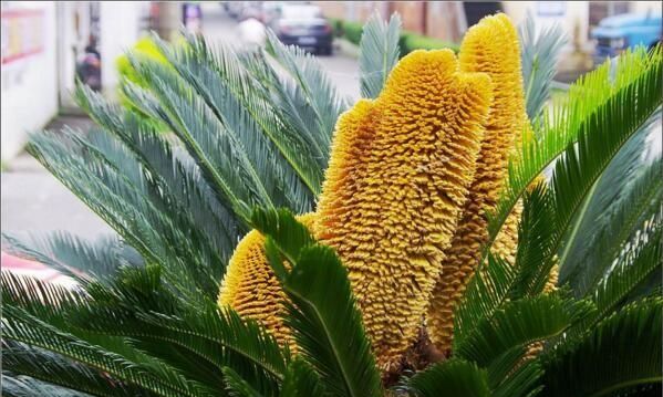 铁树开花结果能吃吗,铁树多久开一次花结一次果?图5