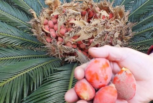 铁树结的果子是孔雀蛋吗