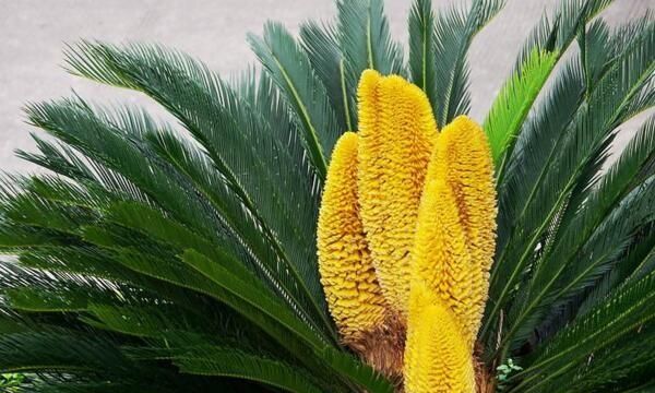 铁树开花结果能吃吗,铁树多久开一次花结一次果?图7