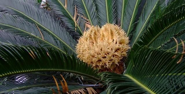 铁树开花结果能吃吗,铁树多久开一次花结一次果?图4