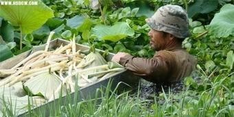 藕带是莲藕哪个部位,藕带是什么部位?怎么做好吃?图1