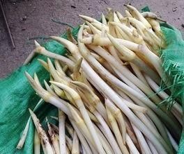 藕带是莲藕哪个部位,藕带是什么部位?怎么做好吃?图3