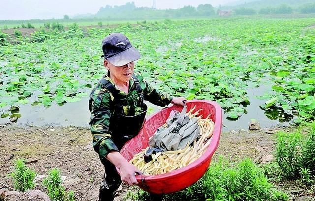 藕带是莲藕哪个部位,藕带是什么部位?怎么做好吃?图2