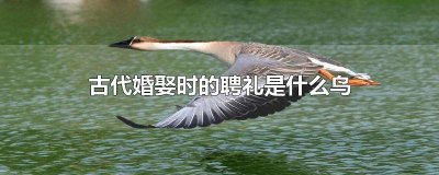 ​古代婚娶时用什么鸟做聘礼 古代以什么鸟作为婚娶的聘礼