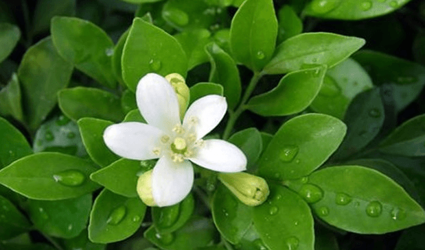 九里香什么时候开花(图3)