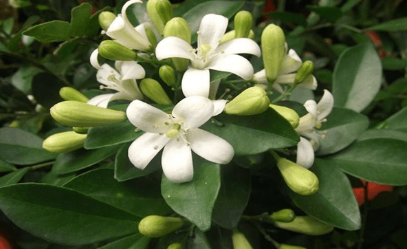 九里香什么时候开花(图2)