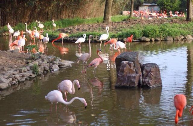 上海野生动物园公园游玩攻略（简单介绍上海野生动物园旅游景区）(5)