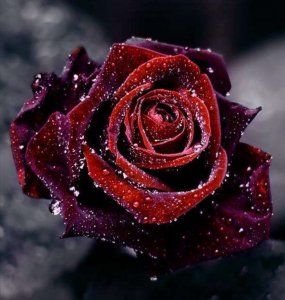 ​《献给艾米丽的玫瑰》：悲剧背后，实则悼念已消逝的美国南方精神