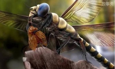 ​3亿年前的巨型昆虫 巨脉蜻蜓翼展达75厘米(已经灭绝)