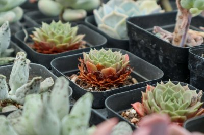 ​多肉法师怎么养