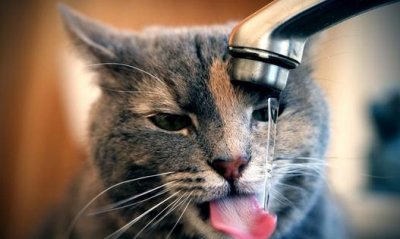 ​猫在什么时候可以阉割去势？