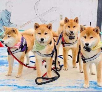 ​《向往》节目中的小狗锅碗瓢盆现状如何？王珞丹的小瓢变化最大