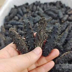 ​如何正确泡发海参