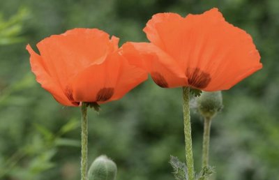 ​不含“吗啡”的罂粟，具有观赏及药用价值，花朵比罂粟更大更艳