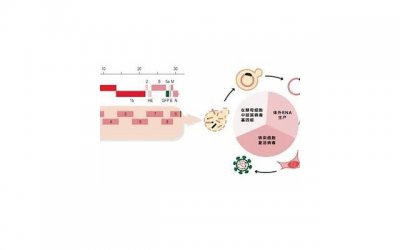 ​姐弟恋如何相处才会长久？5个方法帮你打造稳定幸福的恋爱关系