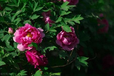 ​亲爱的【你知道招娣的含义吗】我来跟你讲一讲吧