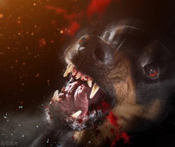 ​只有人道，没有狗权：某些养狗爱狗人士心理背后一个独特逻辑