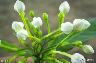 ​栀子花有花苞，为什么一直不开花了？