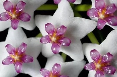 ​球兰的养植技术及注意事项