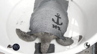 ​海龟误食人类生活垃圾死亡