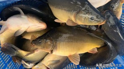 ​什么是光腚鱼？黑坑如何垂钓光腚鱼？细述德国镜鲤该如何垂钓