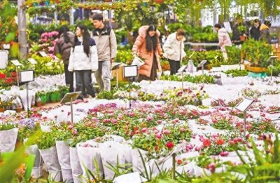 ​春日花市旺 市民购花忙