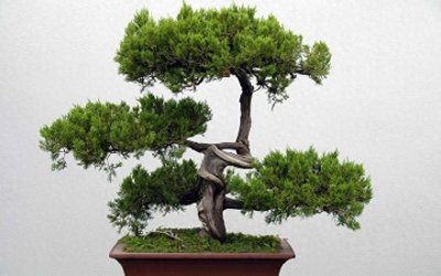 ​古人云：“五木入屋，人穷则败。”，五木分别是什么？