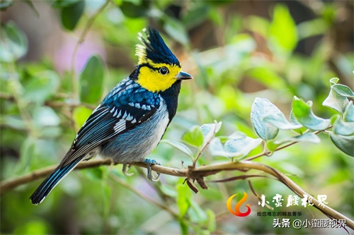 百花岭“岭花”之一：“黄脸婆”靓鸟~“黄颊山雀”