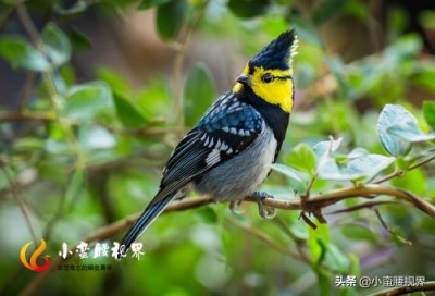 ​百花岭“岭花”之一：“黄脸婆”靓鸟~“黄颊山雀”