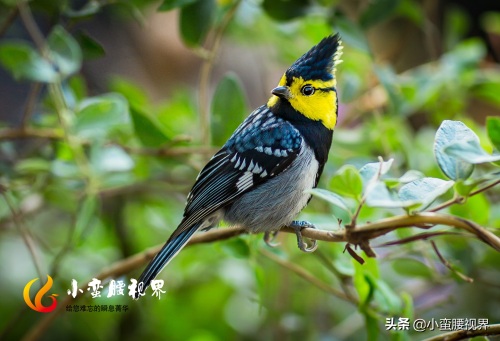 百花岭“岭花”之一：“黄脸婆”靓鸟~“黄颊山雀”