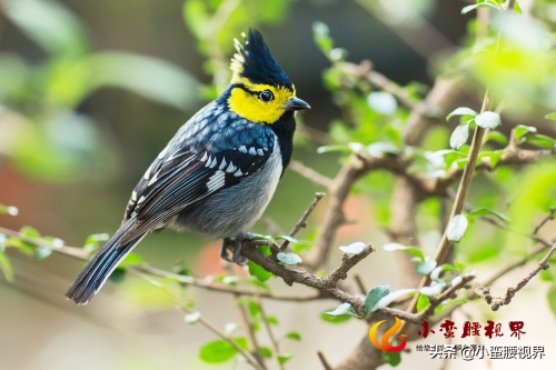 百花岭“岭花”之一：“黄脸婆”靓鸟~“黄颊山雀”