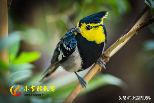 百花岭“岭花”之一：“黄脸婆”靓鸟~“黄颊山雀”