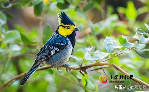 百花岭“岭花”之一：“黄脸婆”靓鸟~“黄颊山雀”